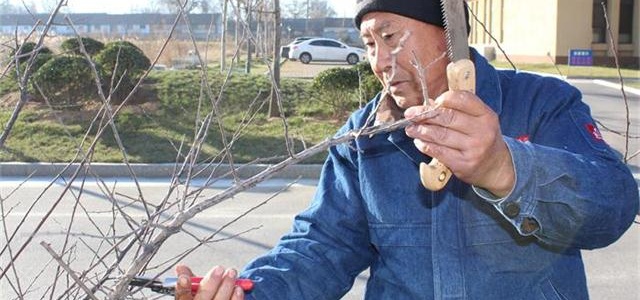 十里庄园冬季绿化管理按部就班